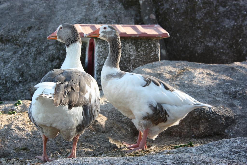 Quinta De Santo Estevao Hotel Rural อากิอาร์ ดาเบย์รา ภายนอก รูปภาพ